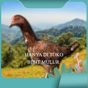 

telur tetas ayam shamo super tarung