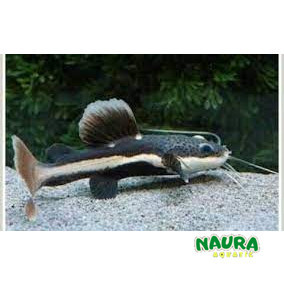 Predator RTC TSN LEOPARD CATFISH TANKMATE IKAN DASAR