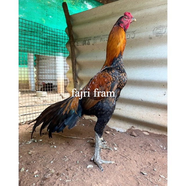 

JUAL TELUR AYAM BANGKOK ASELL PAKET 4 BUTIR asli