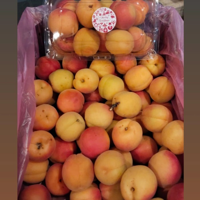 

Buah Aprikot Import Fresh / Buah Apricot Import / 5 Kg / Dus