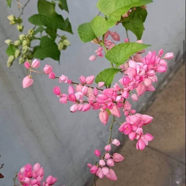 Tanaman rambat air mata pengantin-bunga air mata pengantin