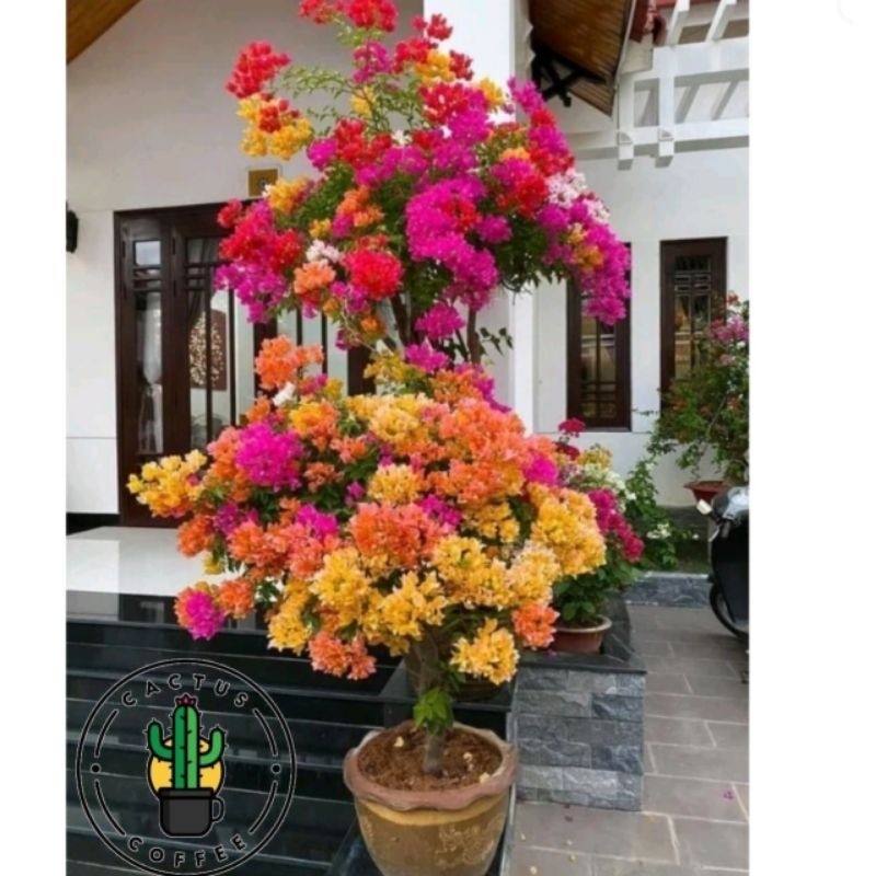 Tanaman Hias Bugenvil Bunga Kertas Bunga Hidup Bugenvil kertas / Bunga Hidup Bugenvil kertas