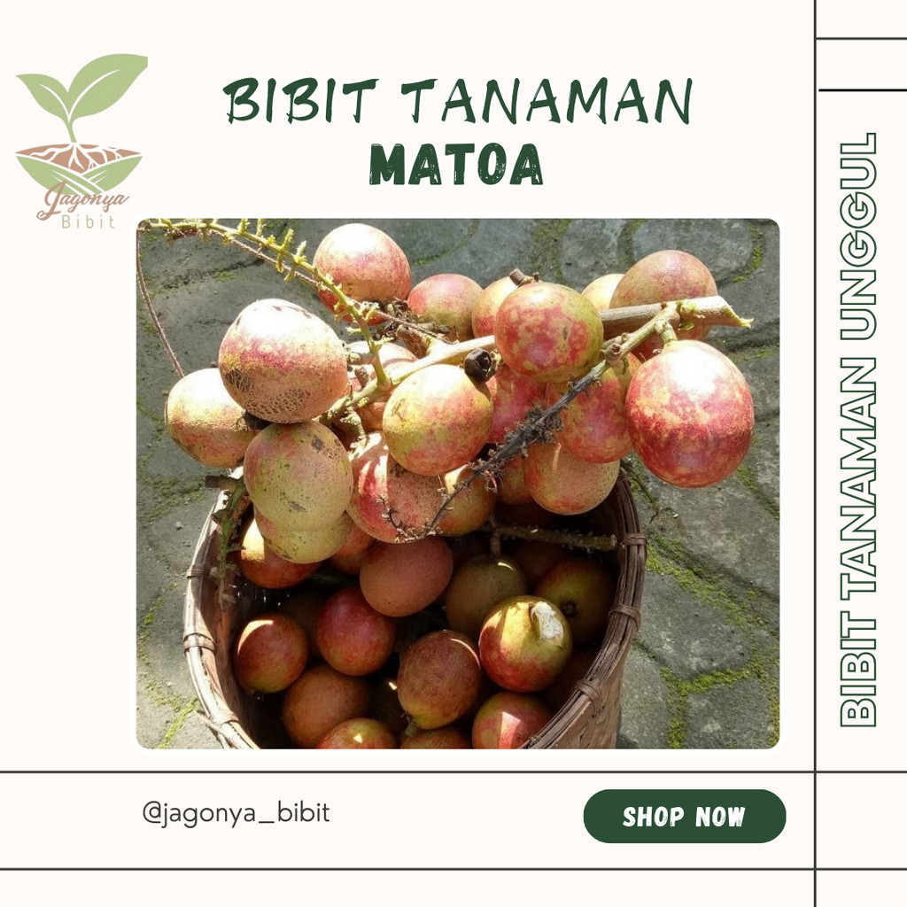 

bibit matoa tanaman hidup cepat berbuah BELI(5 FREE 1)