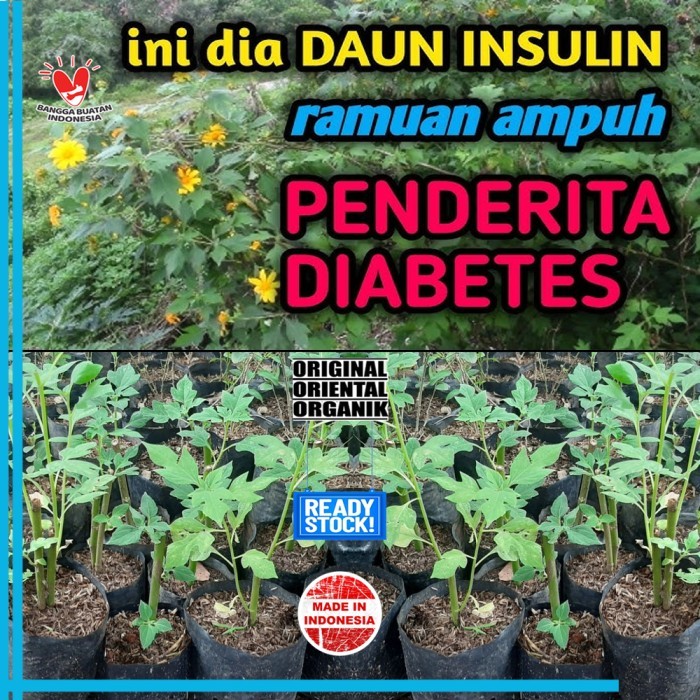 

Stek Batang Daun Insulin 1 Batang 40cm Tanaman Herbal Organik Murni Hasil Bumi Indonesia