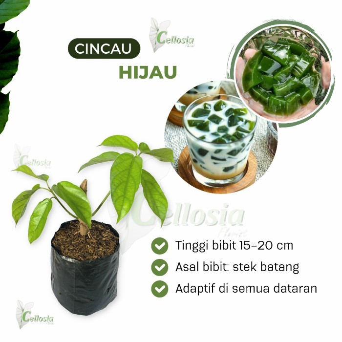 Bibit Tanaman Cincau Pohon / Cincau Hijau