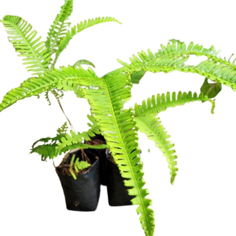 Termurah Tanaman pohon paku andam