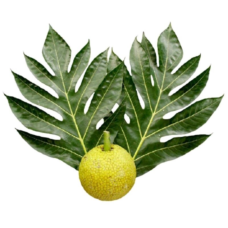 

Termurah DAUN SUKUN FRESH 500 GRAM