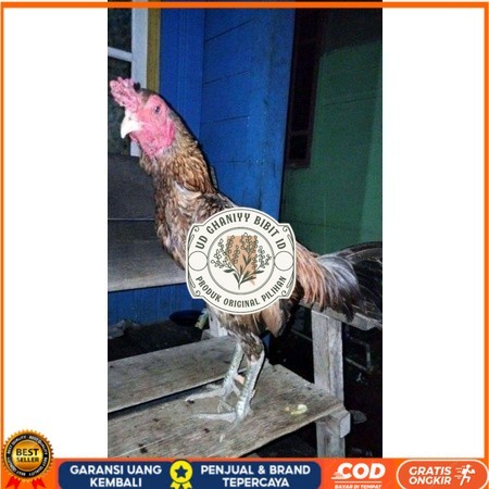 

ayam bulbi tampar tampar telur fertill terbaru original berkualitas UD GHANIYY BIBIT ID