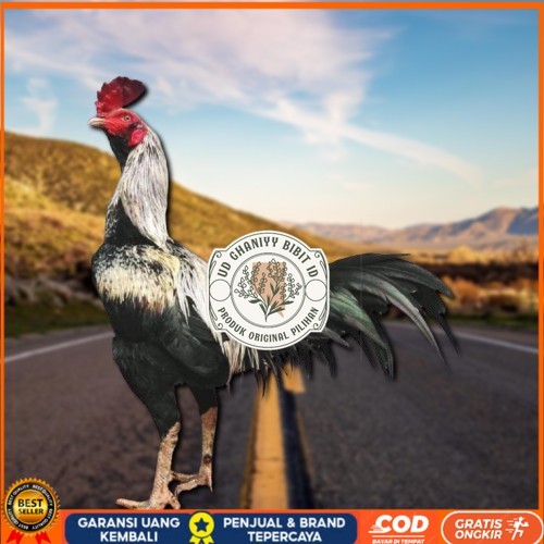 

ayam pama IQ telur fertill UD GHANIYY BIBIT ID