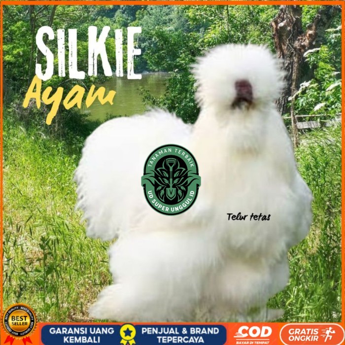 

telur ayam hias silkie original bisa untuk di tetaskan original berkualitas UD_SUPER_UNGGUL_ID