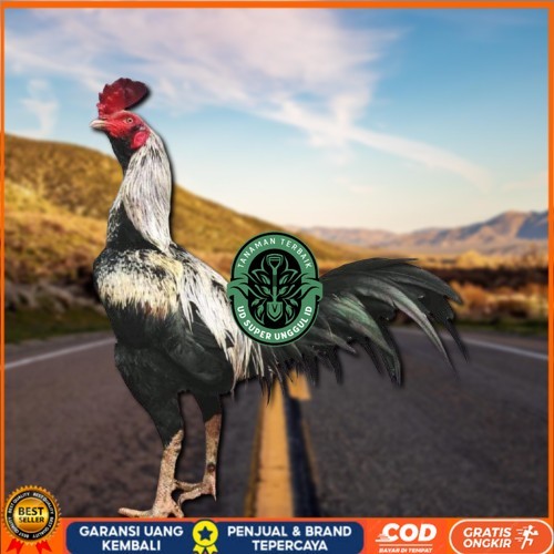 

ayam pama IQ telur fertill UD_SUPER_UNGGUL_ID