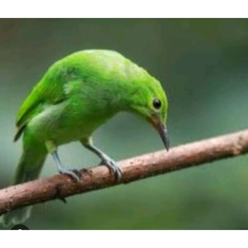 BURUNG C.IJO MINI BETINA BUAT CAS/TERNAK