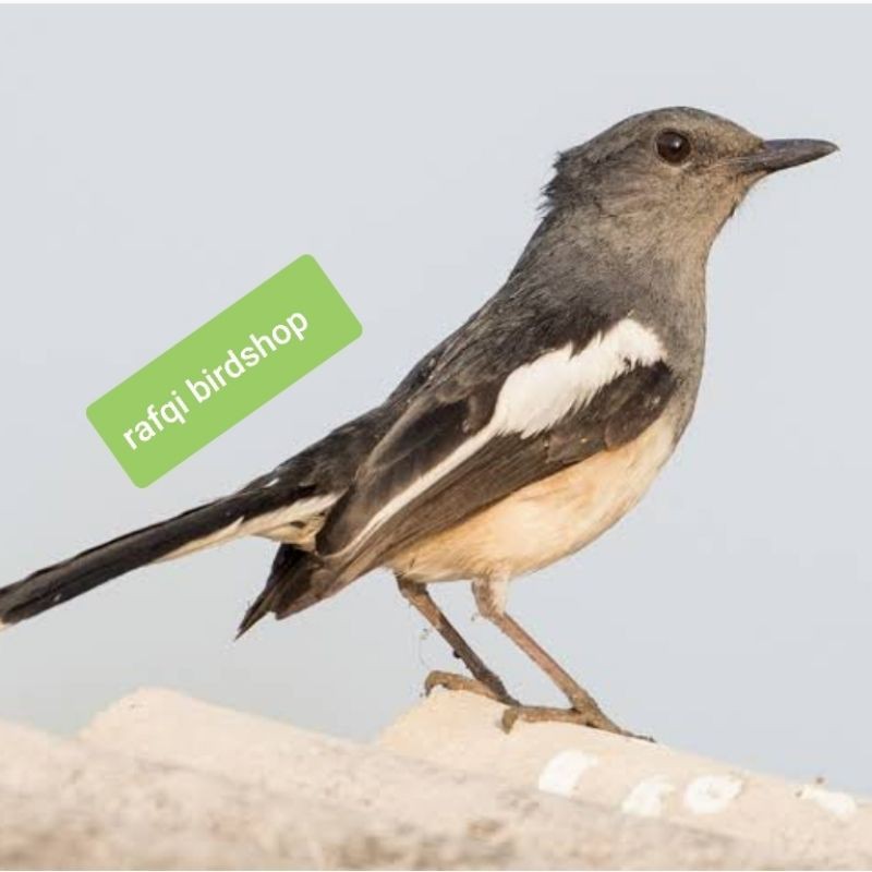 BURUNG KACER BETINA JAWA BARAT ( SIAPAN ) VOER TOTAL