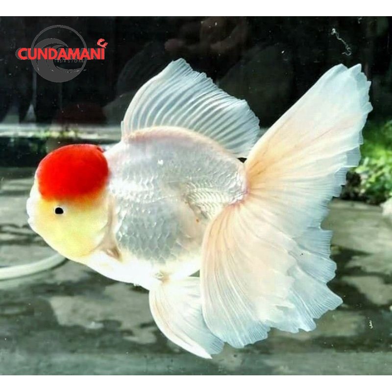 

KOKI ORANDA RED CAP SUPER CANTIK 12-14 cm