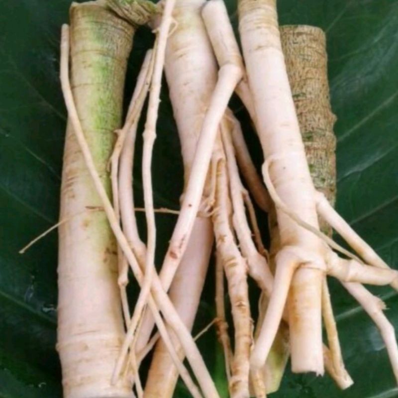 

Cod AKAR PEPAYA SEGAR GANDUL GEDANG 200 GR '