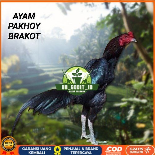 

Telur Ayam Pakhoy Full Brakot Vertil Siap Di Tetaskan Jaminan Super Oiginal Bergaransi UD_GOBIT_ID