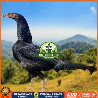 

telur ayam shamo eropa ori juara bisa untuk di tetaskan UD_GOBIT_ID