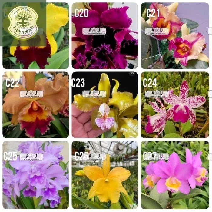 Anggrek Cattleya Remaja