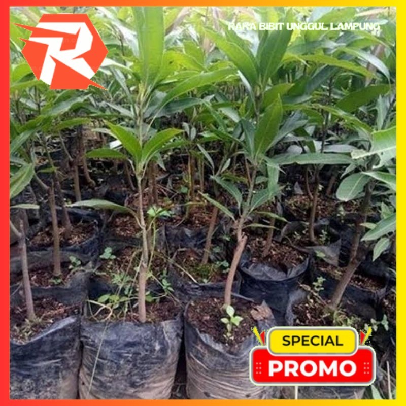 BIBIT MANGGA IRWIN  (MANGGA UNGU)