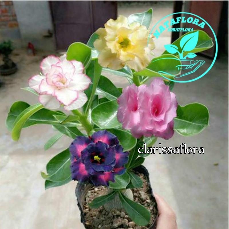 TERLARISADENIUM KAMBOJA JEPANG BUNGA TUMPUK//4 WARNA/ADENIUM BUNGA TUMPUK/ADENIUM BONGGOL BESAR/ADEN