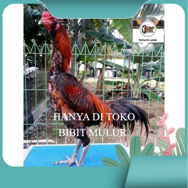 

telur tetas ayam khoyngon original berkualitas
