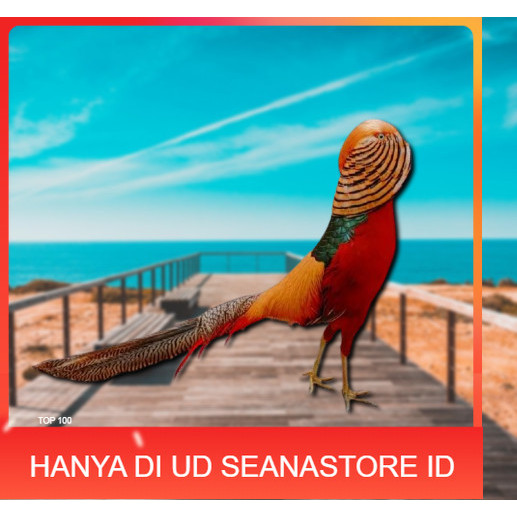 

telur ayam golden pheasant asli untuk di tetaskan UD SEANASTORE ID