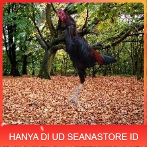 

Telur Ayam Pakhoy Jumbo Vertil Siap Di Tetaskan Jaminan Super Oiginal Bergaransi super UD SEANASTORE ID