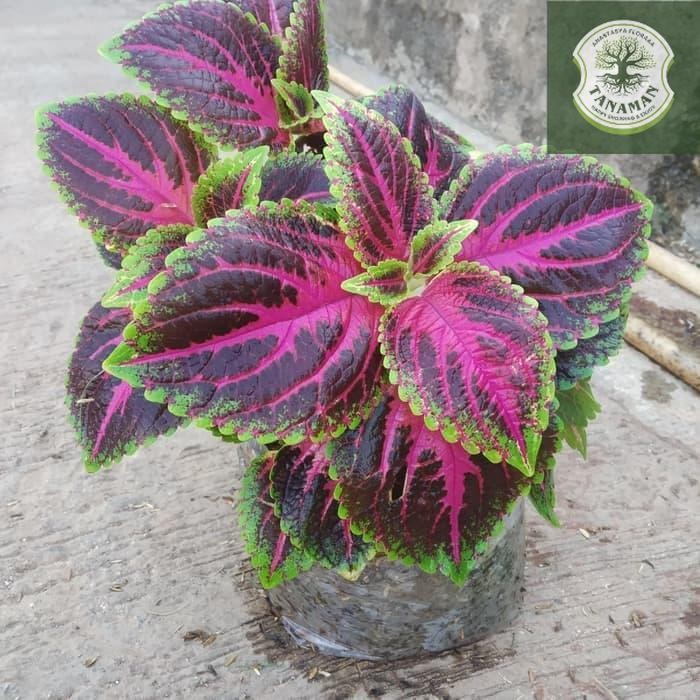 tanaman hias miyana / kembang miyana