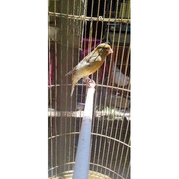 burung kenari Afs gacoran