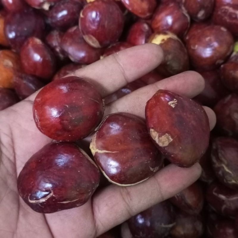 

Jengkol Tua Fresh Murah meriah 1kg