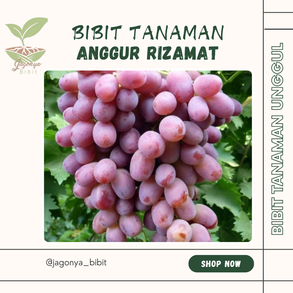

Bibit Anggur Rizamat Import Hasil Grafting Super Cepat Berbuah