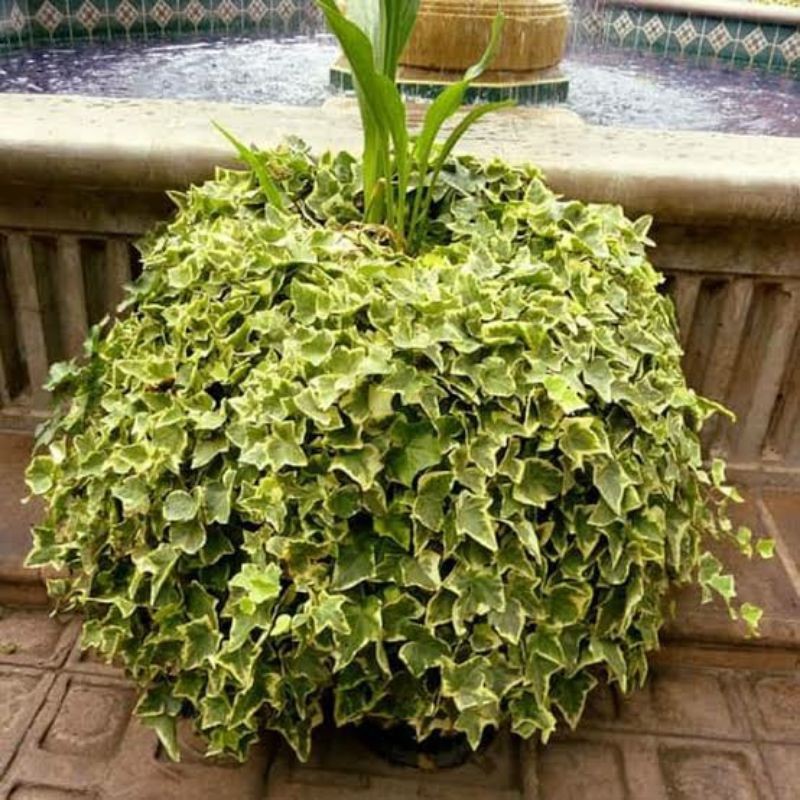 Tanaman hias gantung IVY VARIGATA - IVY ENGLISH VARIGATA