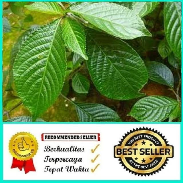 

Termurah Daun keji beling atau pecah beling 1kg siap petik non pestisida