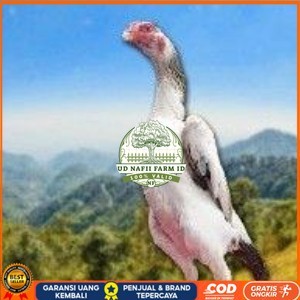 

telur tetas ayam shamo aduan vertil super garansi UD NAFII FARM ID