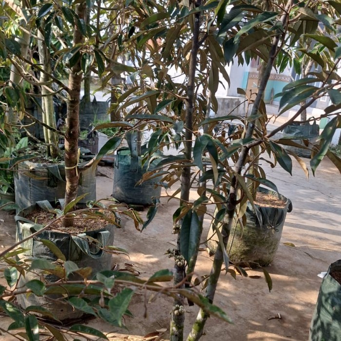 Pohon Durian Musangking berbuah/ Durian musang king siap buah/ Duren musang king