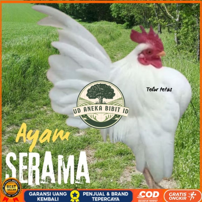 

telur ayam Serama kontes asli bisa untuk di tetaskan original berkualitas UD ANEKA BIBIT ID