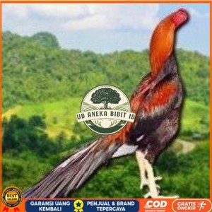 

PAKET 3 BUAH TELUR AYAM BANGKOK EKOR LIDI (FRESH) UD ANEKA BIBIT ID