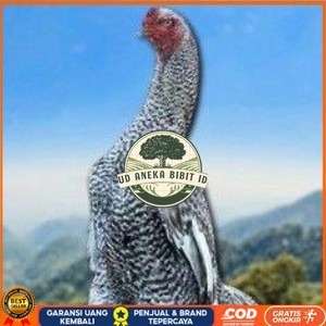 

telur tetas ayam shamo hias UD ANEKA BIBIT ID