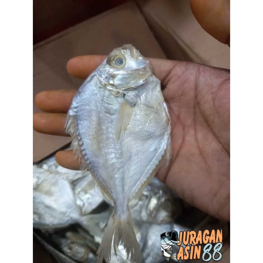 

PREMIUM ikan asin petek super / dokdok gurih 1kg best seller
