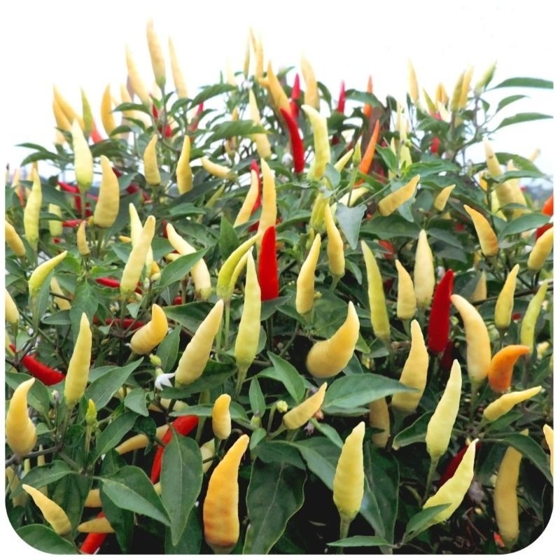 READY RIPACK 30 Biji - Benih Cabe Rawit Setan Hibrida KARA F1 Benih Cabai Rawit Merah Super Bibit Un