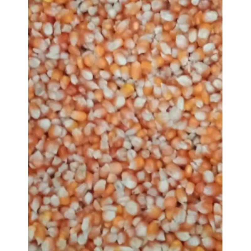 

jagung Unyil/kristal buat pakan juga bisa buat bibit tanam 500gram