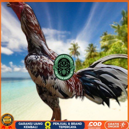 

telur ayam Bangkok mangon ORI (Telur fertil) UD_SUPER_UNGGUL_ID