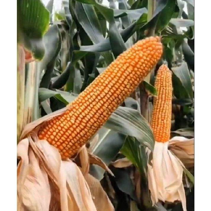 Alltechshop_ 1 Kg Biji / Benih Jagung Raksasa Jepang