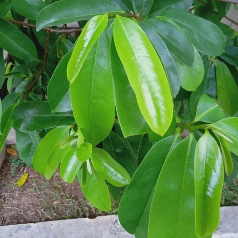 

Cod 50Lembar Daun Sirsak Segar dan Aman dikonsumsi ( BESAS Peptisida ) '