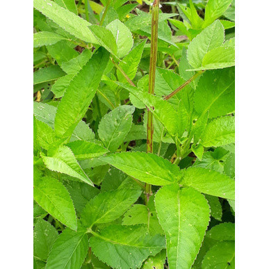 

Daun hareuga - daun ajeran segar 250gram A.R