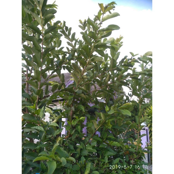 

TERLARIS Daun Jambu Batu Basah/Segar/ Daun Jambu Hijau 250 grm