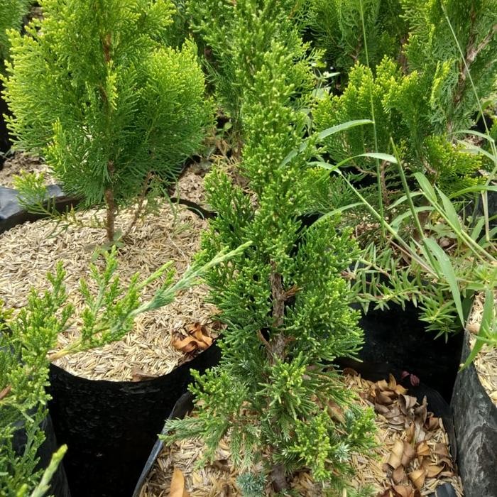 Cemara Sinensis Hijau uk Besar