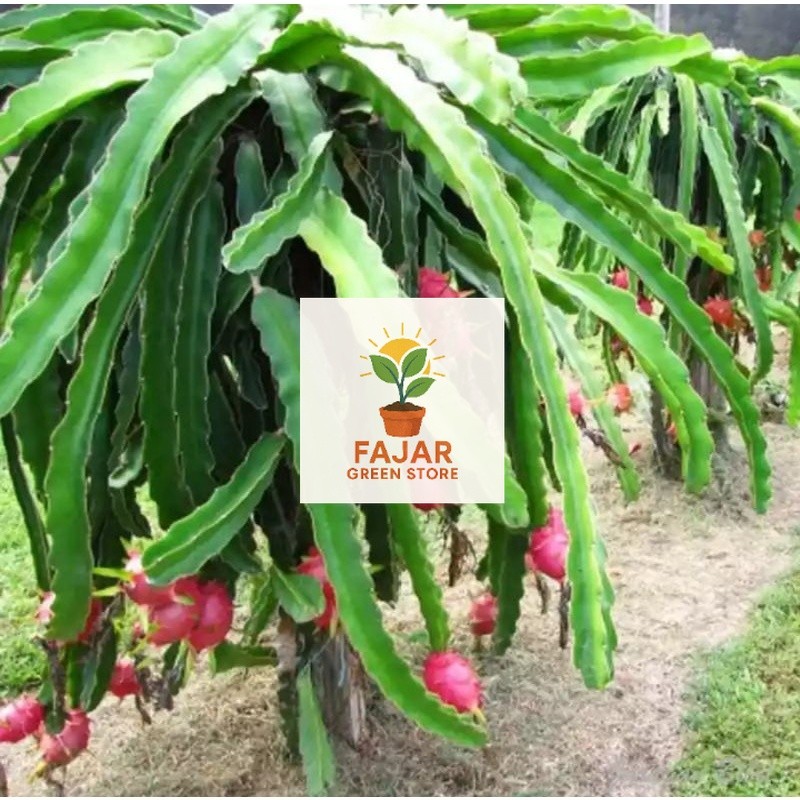 Bibit Tanaman Buah Naga Merah Super - pohon buah naga jumbo FAJAR GREEN STORE