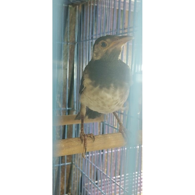 jalak jawa anakan lolohan