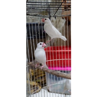 gelatik putih sepasang/satuan jantan betina ( siapan aviari )